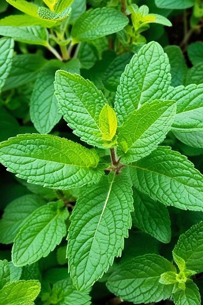 DR EZOMO HERBAL REMEDY